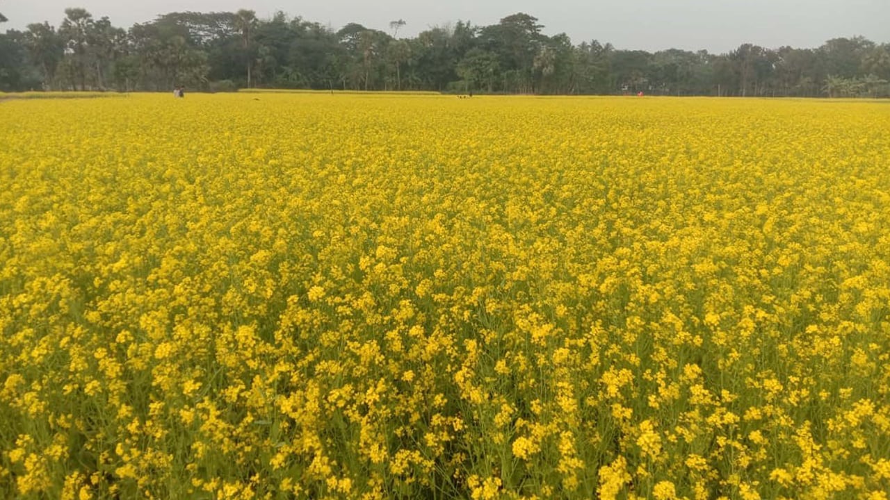 কেউ যেন হলুদ চাদর বিছিয়ে রেখেছে, সরিষা ফুলে মুগ্ধ সবাই