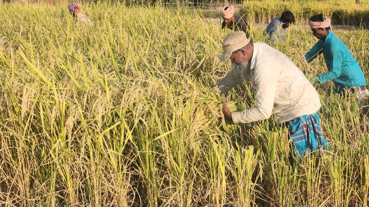 হাওরজুড়ে আমনের বাম্পার ফলন, কৃষকের মুখে হাসি