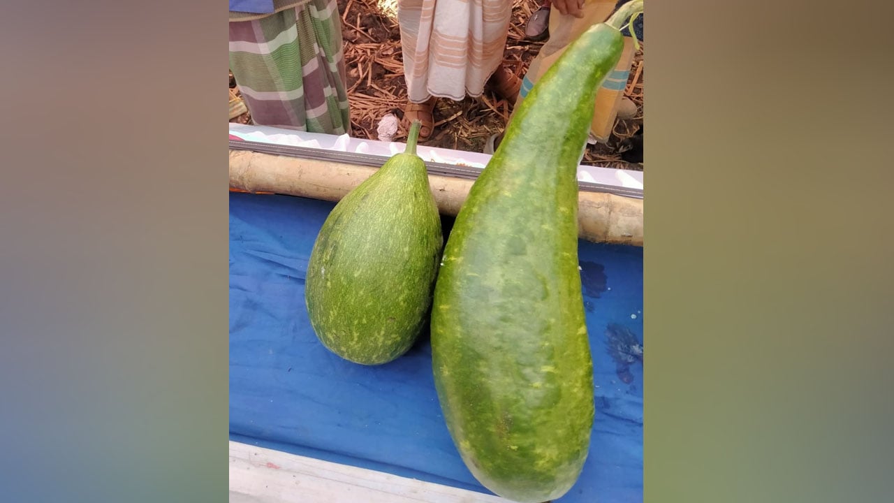 এক জোড়া লাউ ১৮ হাজার টাকায় বিক্রি!