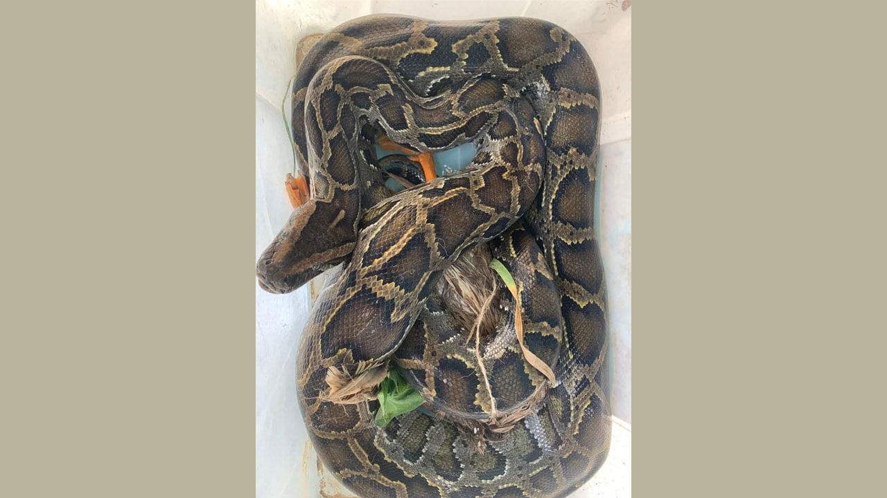 বসতঘরে হাঁস খেতে গিয়ে ধরা পড়লো অজগর