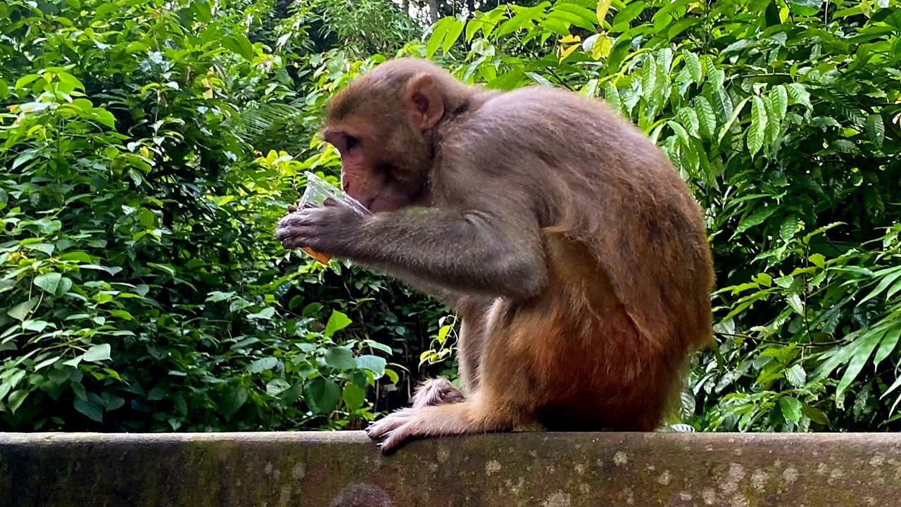 চায়ের কাপে বানরের চুমুকাণ্ডে মুগ্ধ পর্যটকরা