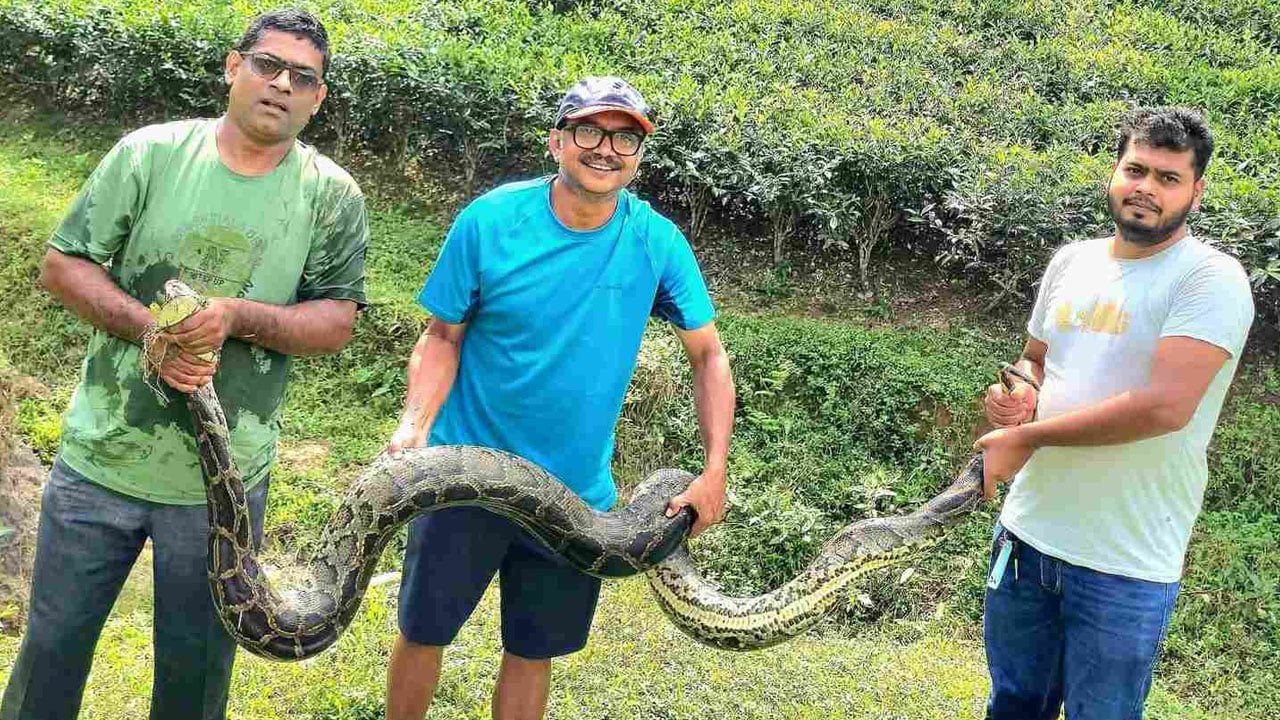 চা বাগানের লেকের পাশ থেকে উদ্ধার ১২ ফুটের অজগর