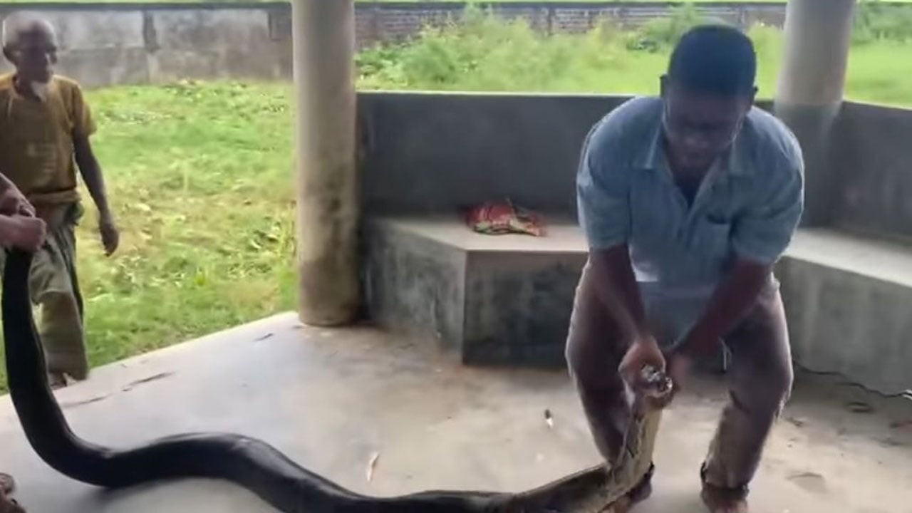 শ্রীমঙ্গলে ১৪ ফুটের অজগর উদ্ধার