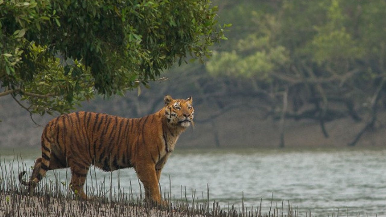সুন্দরবনে বিদেশি পর্যটক বাড়াতে মাস্টারপ্ল্যান