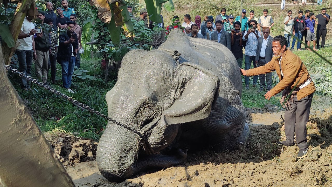 ট্রেনের ধাক্কায় আহত হাতি ‘সুন্দরমালা’কে বাঁচানো গেলো না