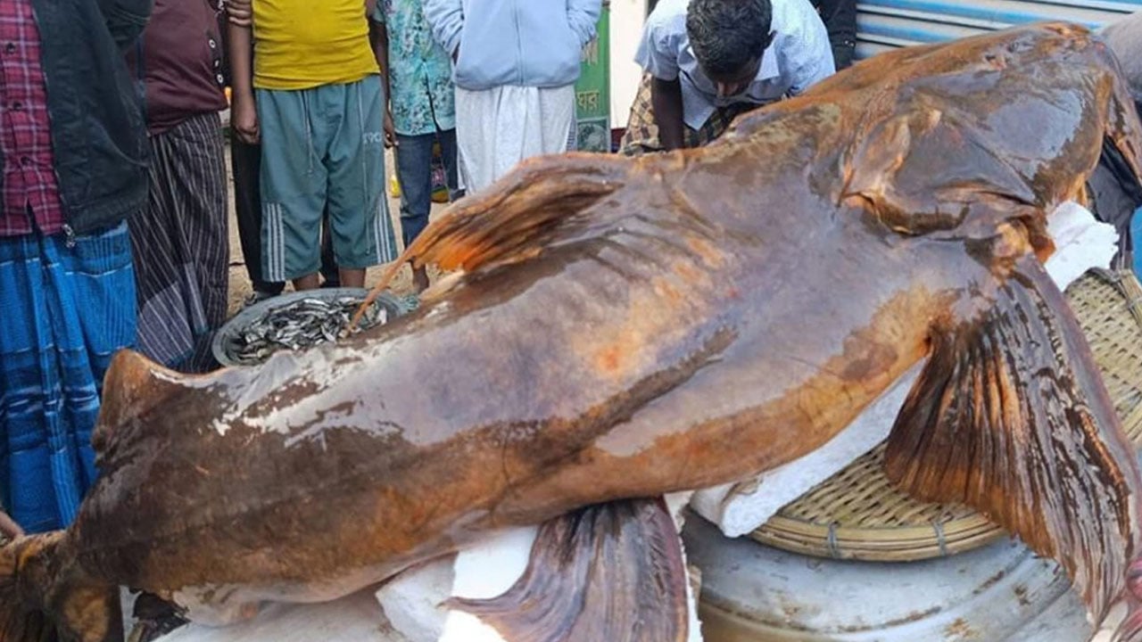 কুশিয়ারার এক রাজা বাঘাইড়ের দাম ২ লাখ ৬০ হাজার