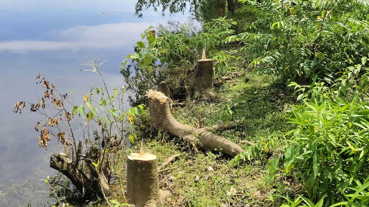 রাতের আঁধারে এলজিইডি সড়কের ৪৮ গাছ উধাও