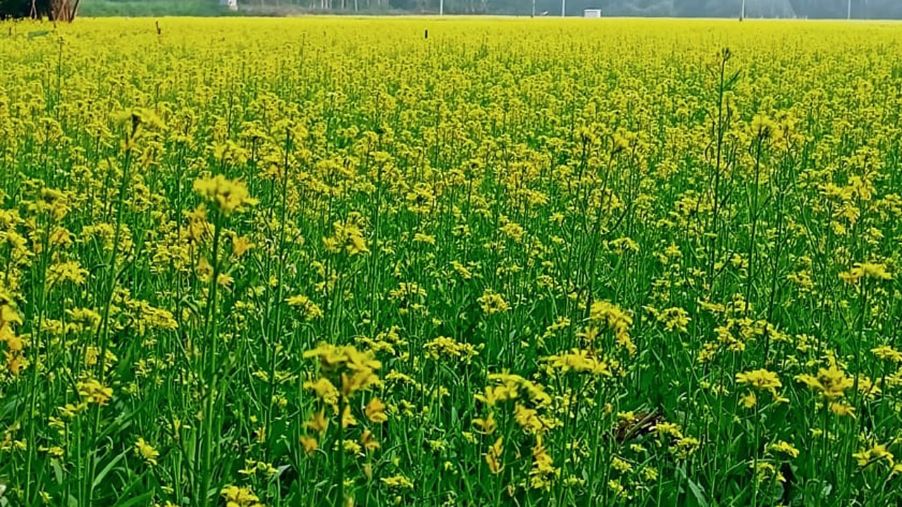 চোখে শুধু দেখছি সরষে ফুল…