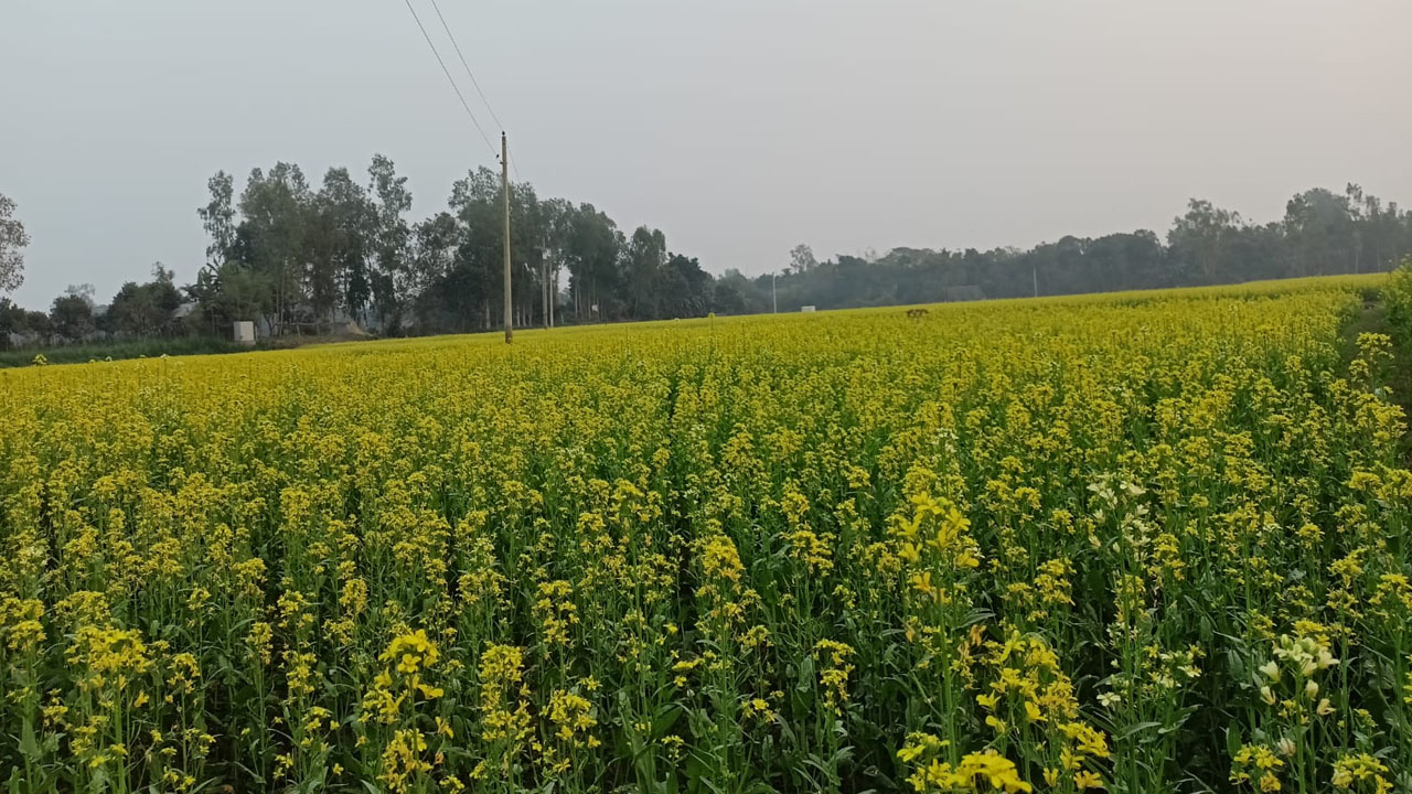 amardesh_tangail tree news pic
