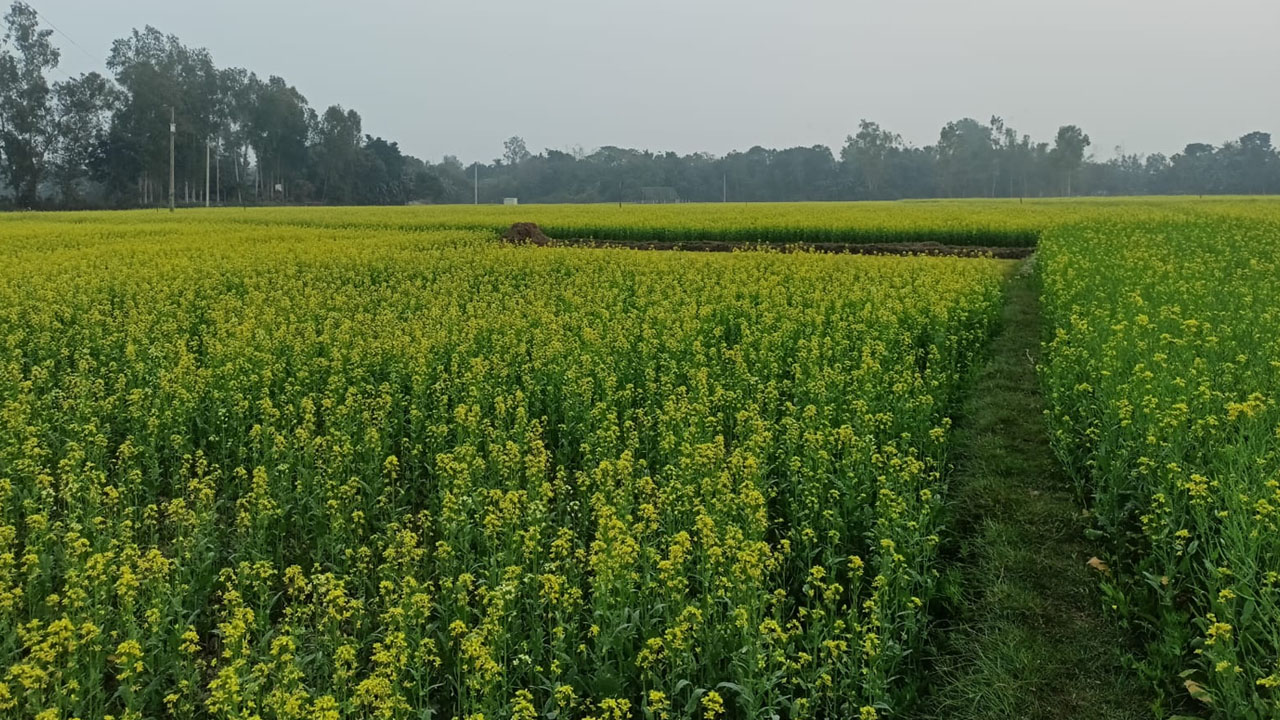 amardesh_tangail two
