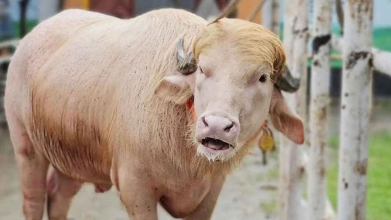 চিড়িয়াখানা থেকে সরানো হলো ‘ডোনাল্ড ট্রাম্প’কে