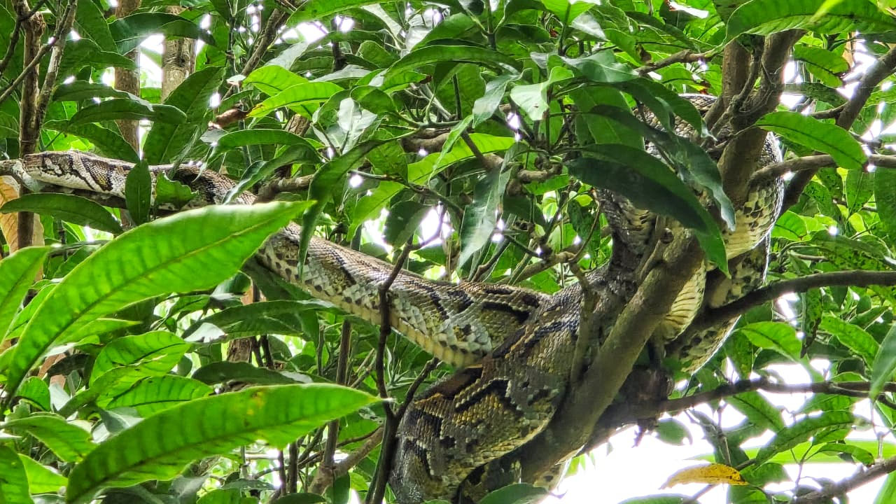 উখিয়ায় ১০ ফুটের বার্মিজ অজগর উদ্ধার