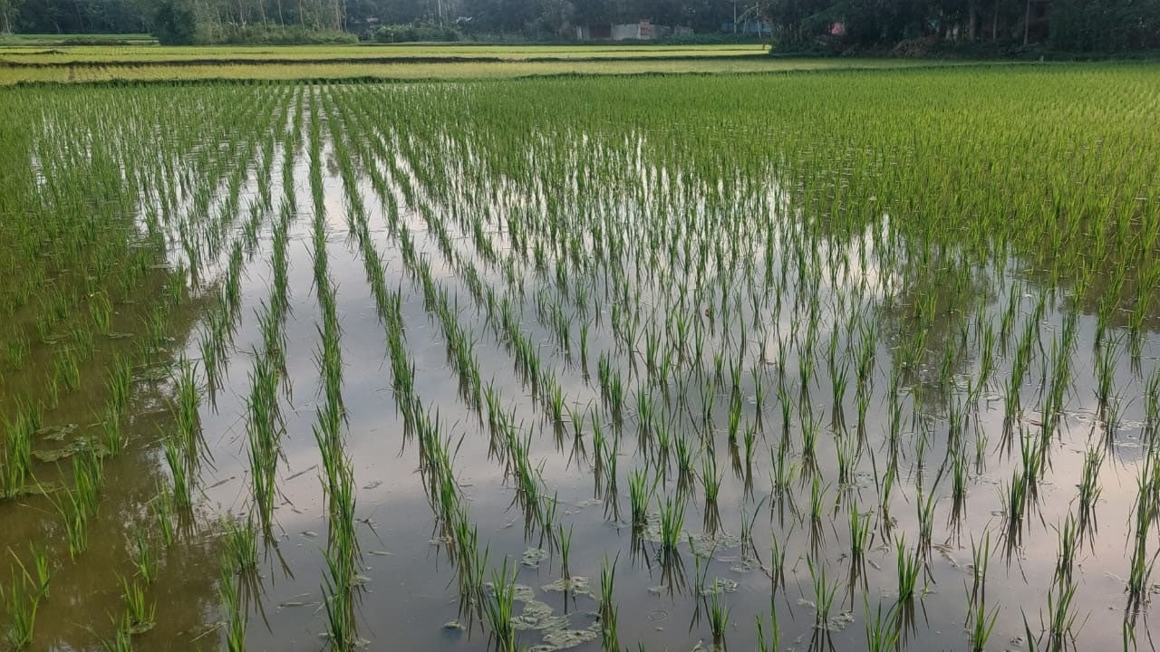 মৌলভীবাজারে আ.লীগ নিয়ন্ত্রিত সারের ডিলার সিন্ডিকেটে জিম্মি কৃষকরা