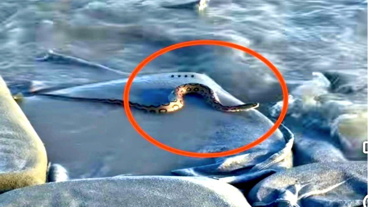 মেঘনার তীরে দেখা মিলল রাসেল ভাইপার: অতঃপর