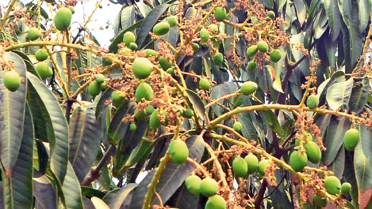 রাজশাহীতে গাছে গাছে আমের গুটি, ভালো ফলনের আশা
