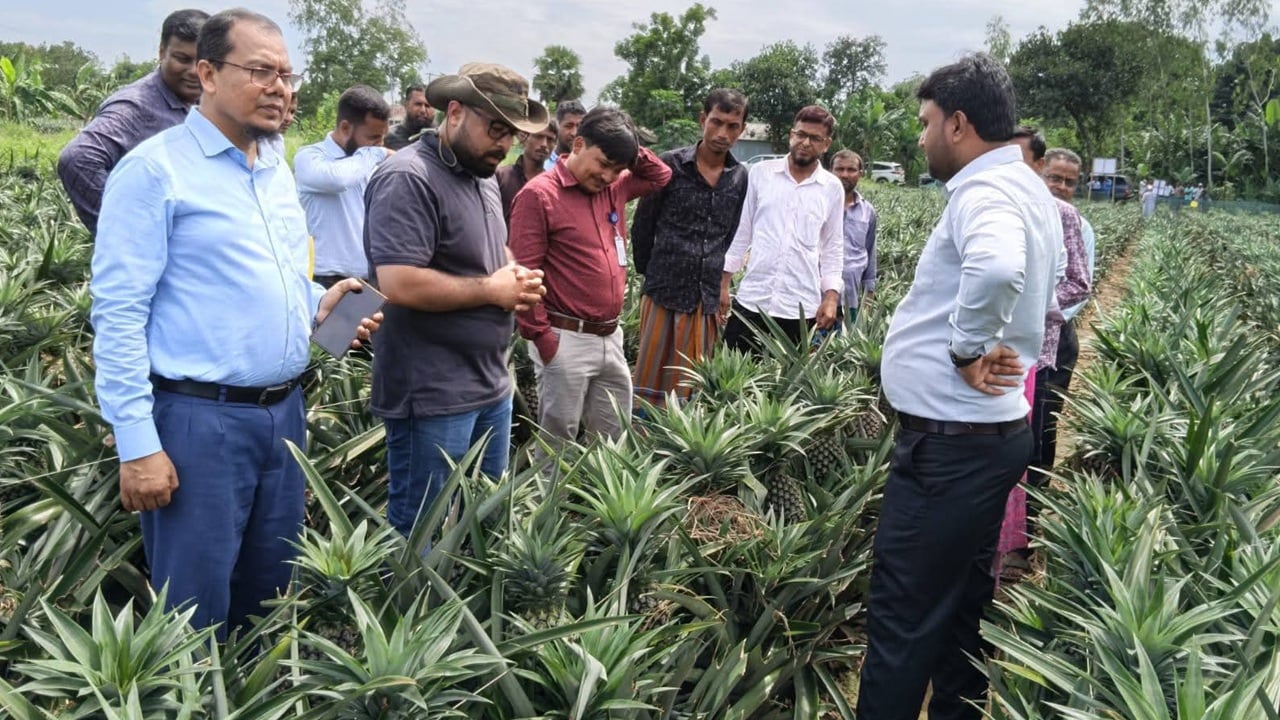 অতিবৃষ্টিতে দ্রুত পেকে নষ্ট আনারস, বিপাকে চাষিরা