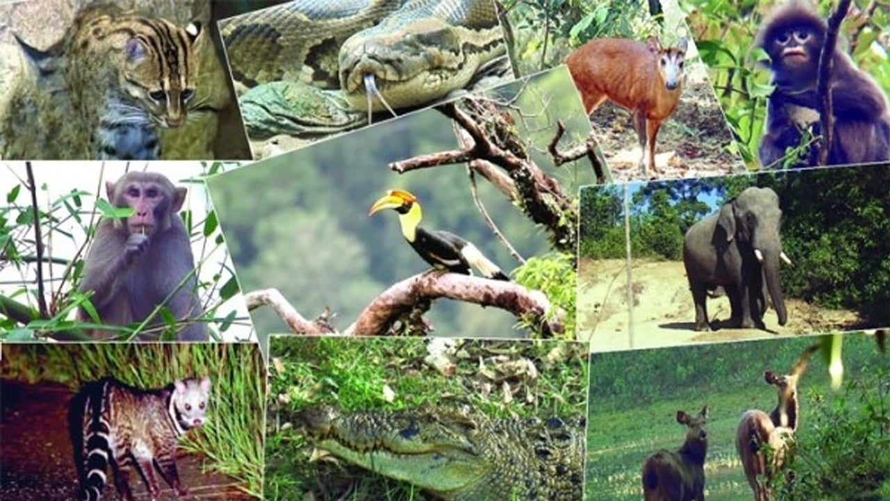 লোকালয়ে এসে ধরা পড়ল ২২২ বন্যপ্রাণী