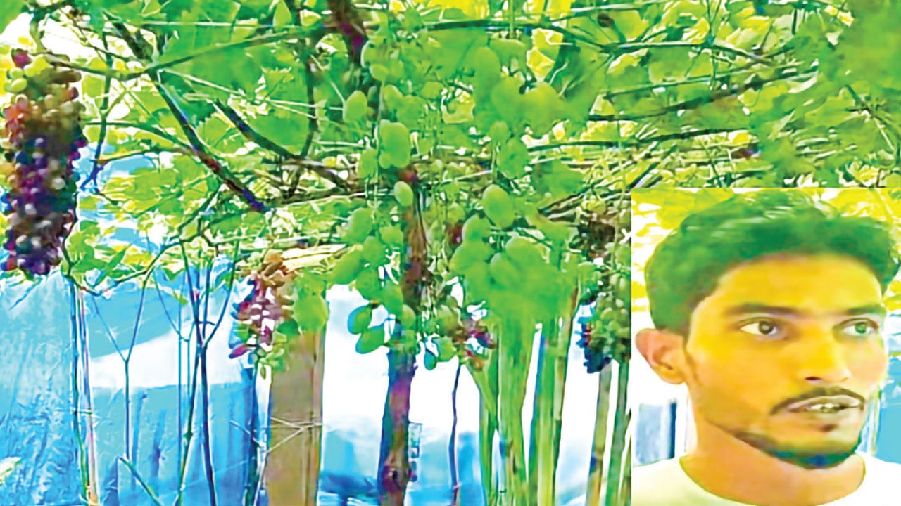 গোবিন্দগঞ্জে আঙুর চাষে সফল তরুণ উদ্যোক্তা সুলতান