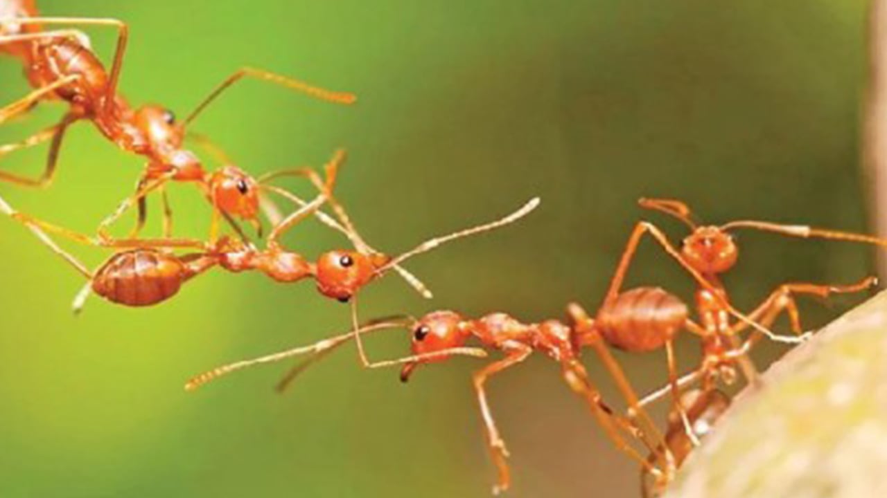 পিঁপড়ার ভাষা ও বুদ্ধিমত্তা