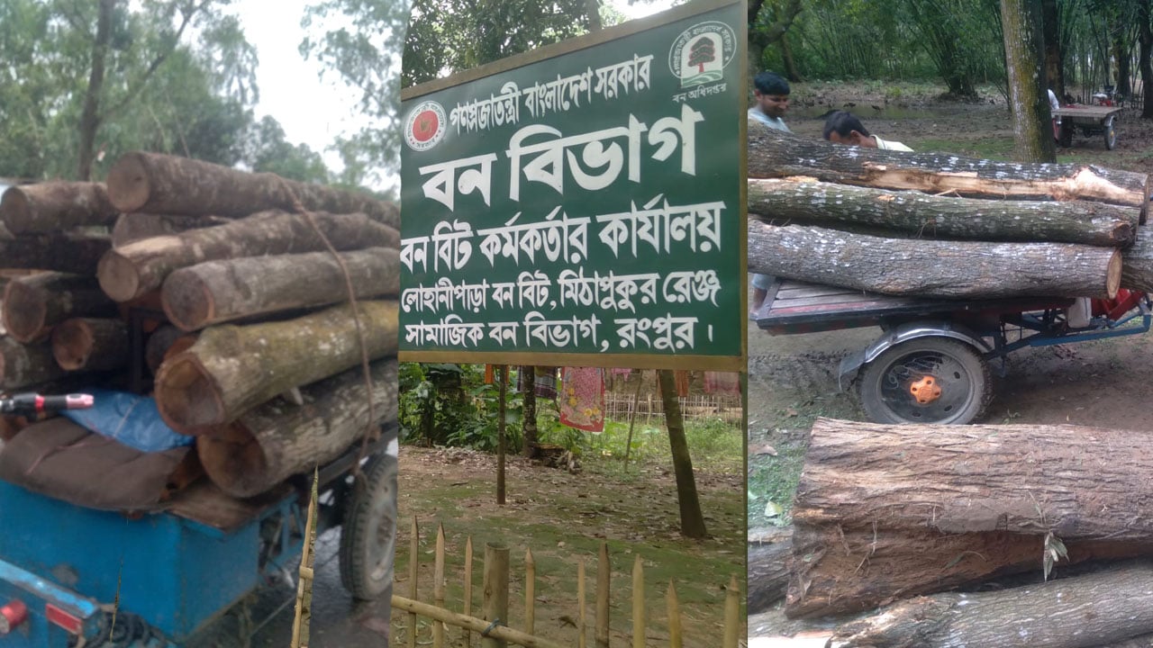 লোহানীপাড়া বন বিভাগে গাছ কাটার মহোৎসব