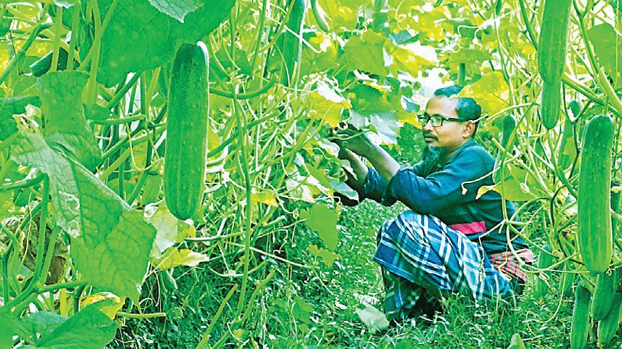 শসা চাষে সফলতা