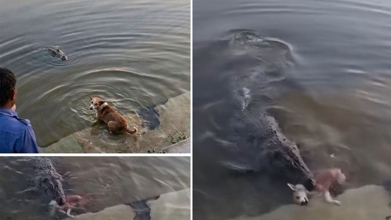 খানজাহানের মাজারে কুমিরের শিকার যখন ‘কুকুর’, প্রকৃত ঘটনা কী?