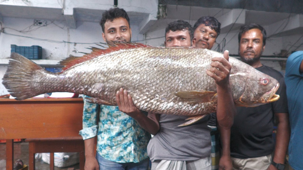 ২২ কেজির ভোল মাছ সাড়ে তিন লাখ টাকায় বিক্রি 