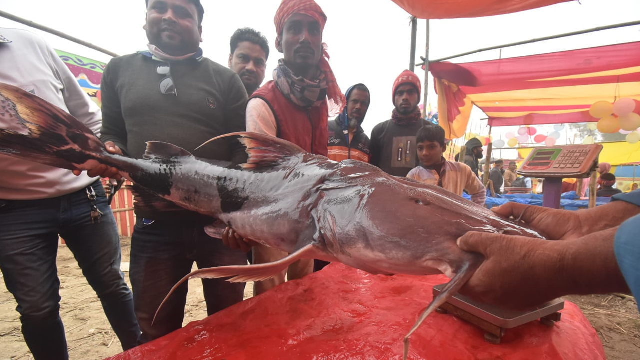 পোড়াদহ মেলায় প্রশাসনের ঘোষণাতেই নিষিদ্ধ ‘বাঘাইর’