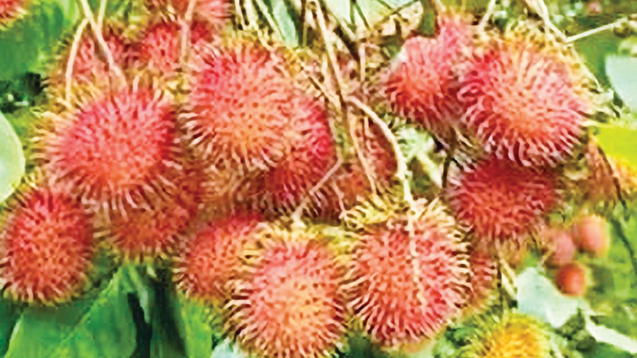 ভালুকায় বিদেশি ফল রাম্বুটান ও লংগান চাষে ভাগ্যবদল