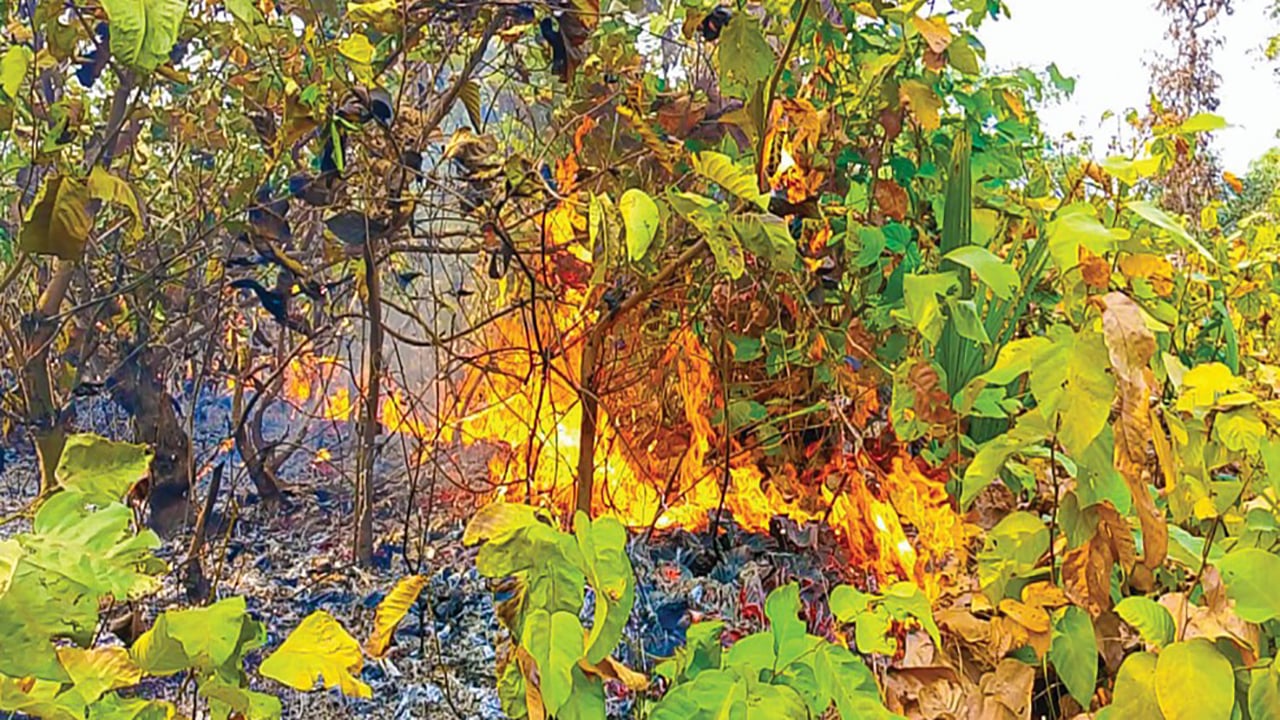 দুর্বৃত্তদের আগুনে ধ্বংসের মুখে ভাওয়ালের গজারি বন