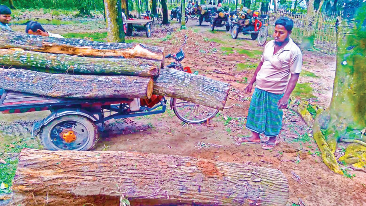 উজাড় হয়ে যাচ্ছে রংপুরের বদরগঞ্জের লোহানীপাড়া বন