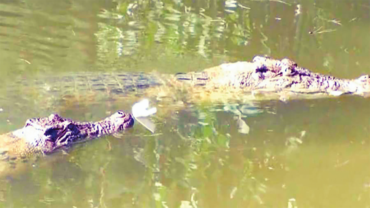 ১৩ বছরে শতাধিক কুমির শাবকের মৃত্যু