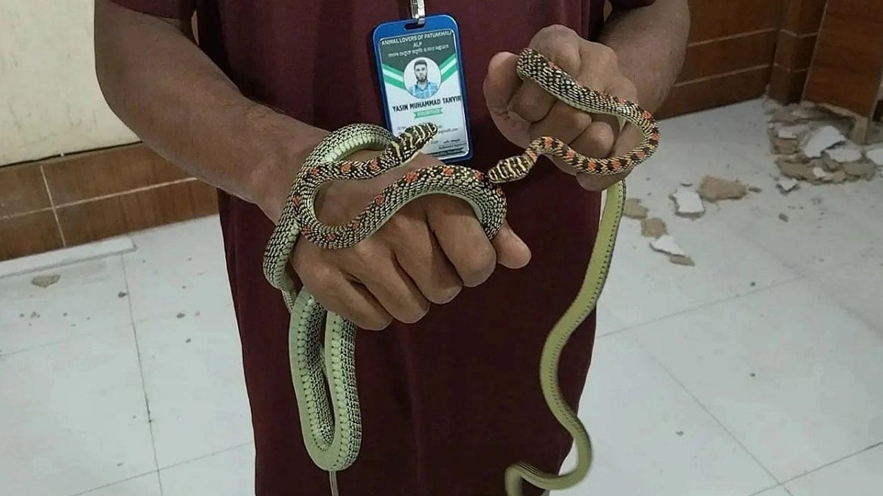 ডিআইজি কার্যালয় থেকে কালনাগিনী সাপ উদ্ধার