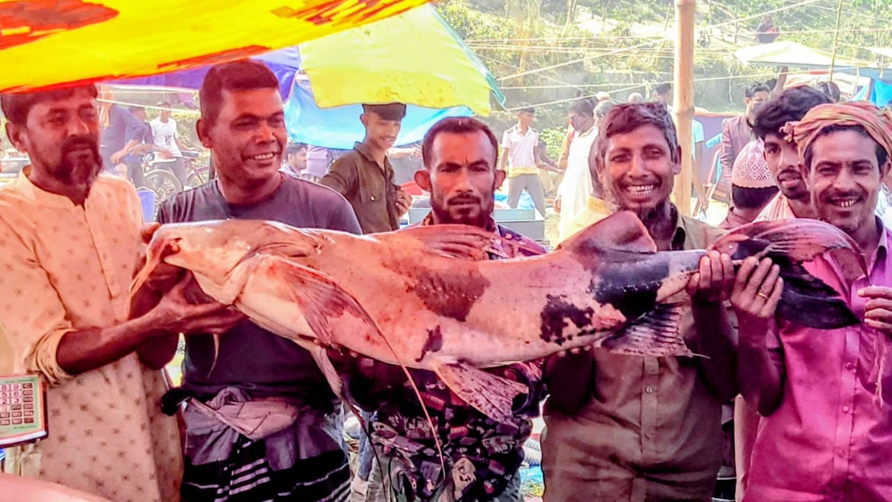 ৩০ কেজি বাগাআইড় ৬০ হাজারে বিক্রি