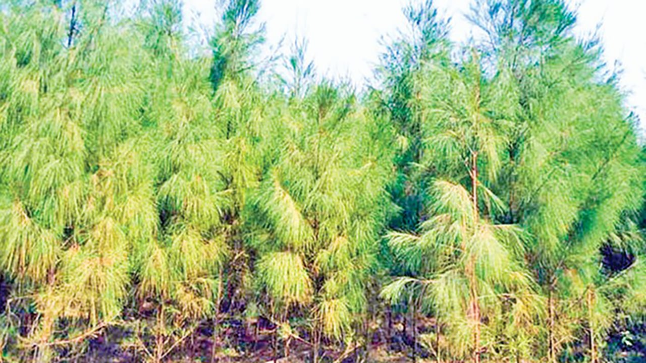 বাঁশখালীর সাগরতীরের ঝাউবন পর্যটন শিল্পের অপার সম্ভাবনা