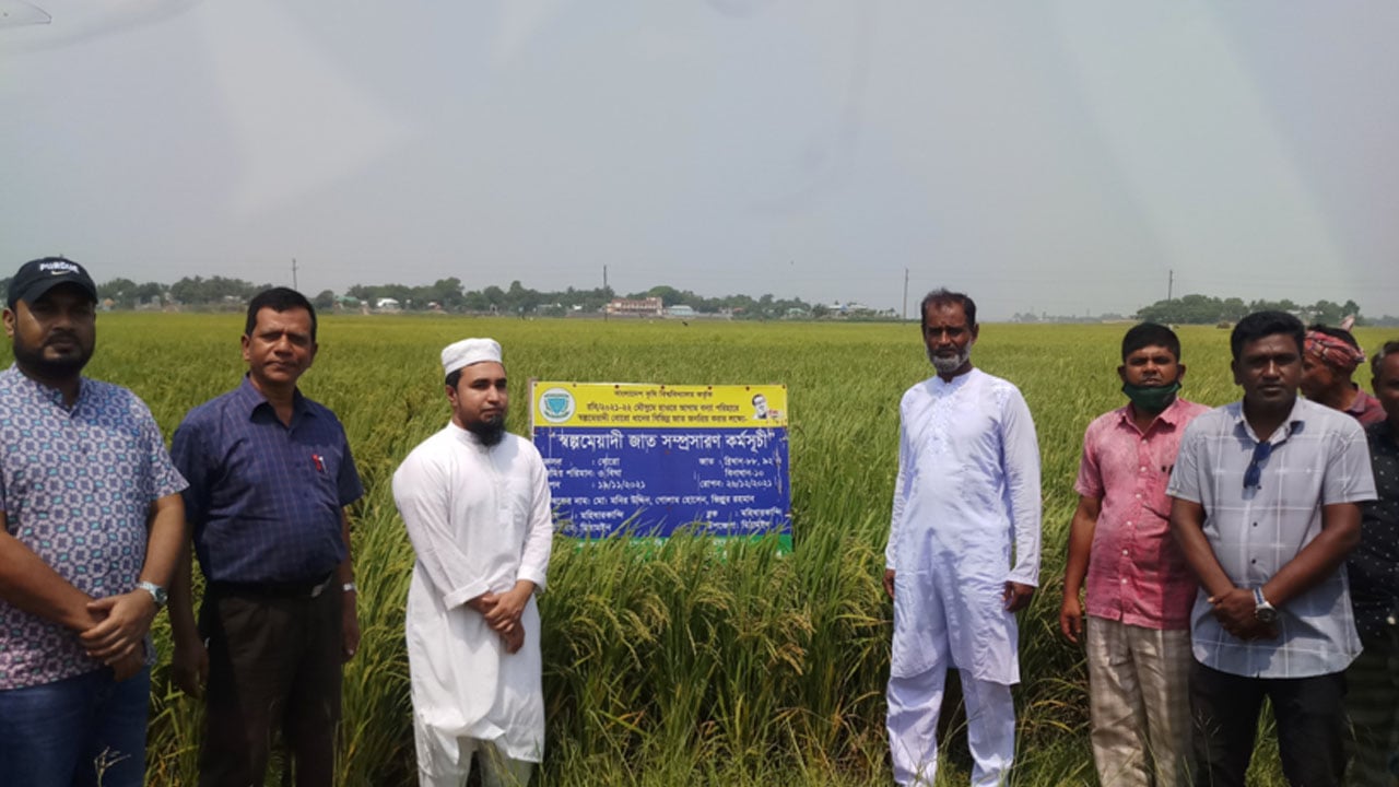 হাওরে আগাম বন্যায় ফসল রক্ষায় স্বল্পমেয়াদি ধানই ভরসা