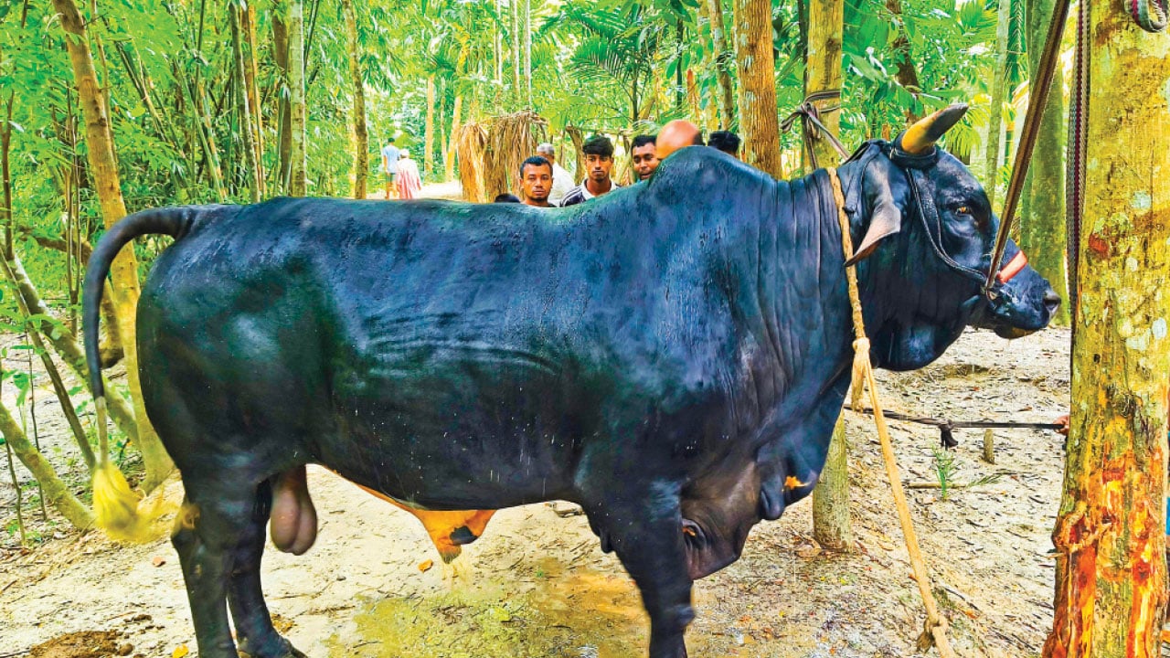 বরিশালে ‘বাদশা’কে দেখতে প্রতিদিন ভিড়