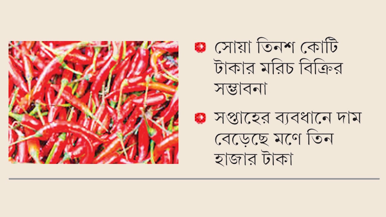 বগুড়ায় মরিচের বাম্পার ফলনে কৃষকের মুখে হাসি