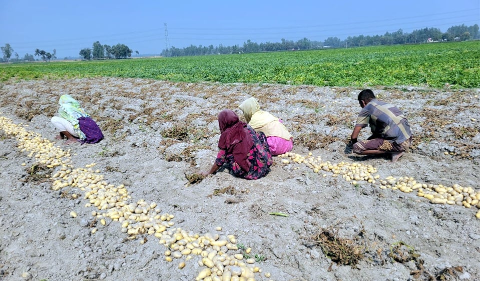 এক কাপ দুধ চায়ের দামে ৩ কেজি আলু