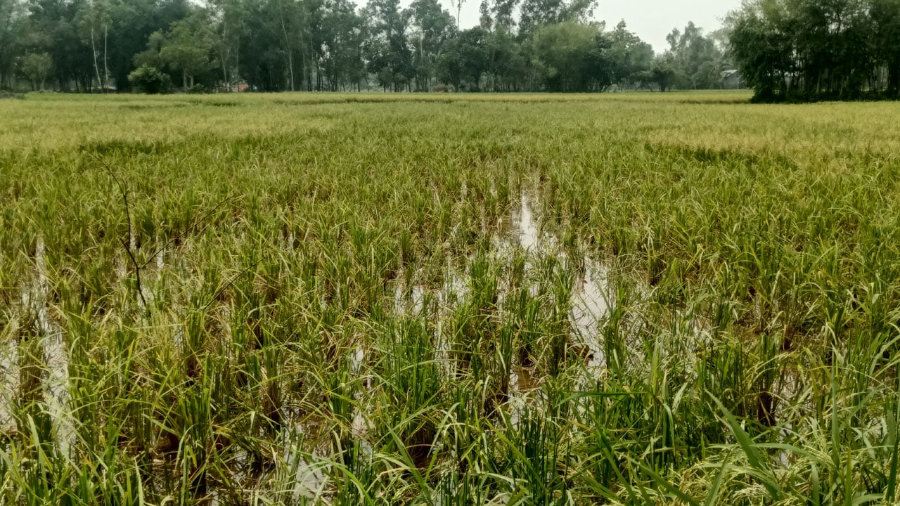 ভালুকায় রাতের আঁধারে জমির পাকা ধান কেটে নেয়ার অভিযোগ