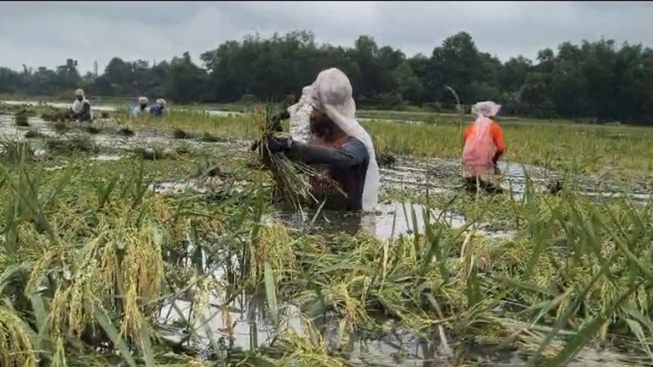 ক্রমাগত বর্ষণে তলিয়ে যাওয়া ধান নিয়ে কান্না যেন থামছে না কৃষকের