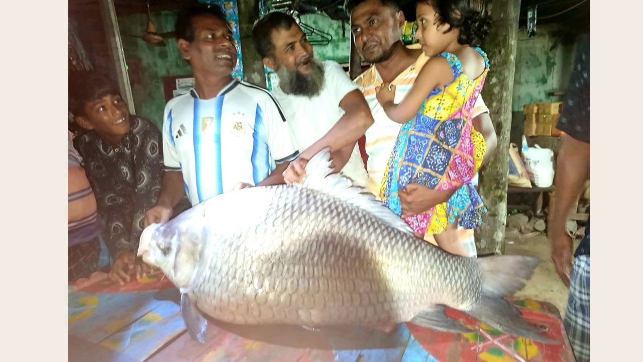 পদ্মায় জেলের জালে ধরা পড়ল এক মণের কাতলা