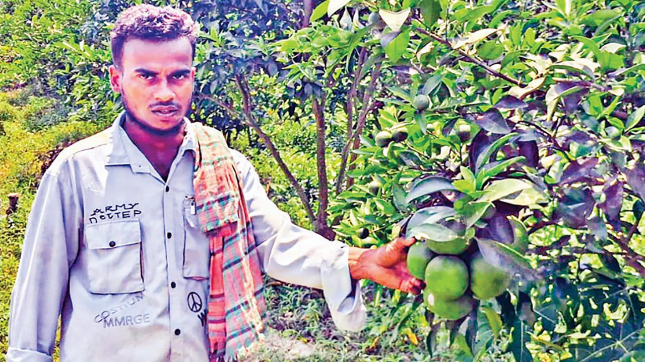 চরফ্যাশনে মাল্টা ও লেবু চাষে ভাগ্যবদল