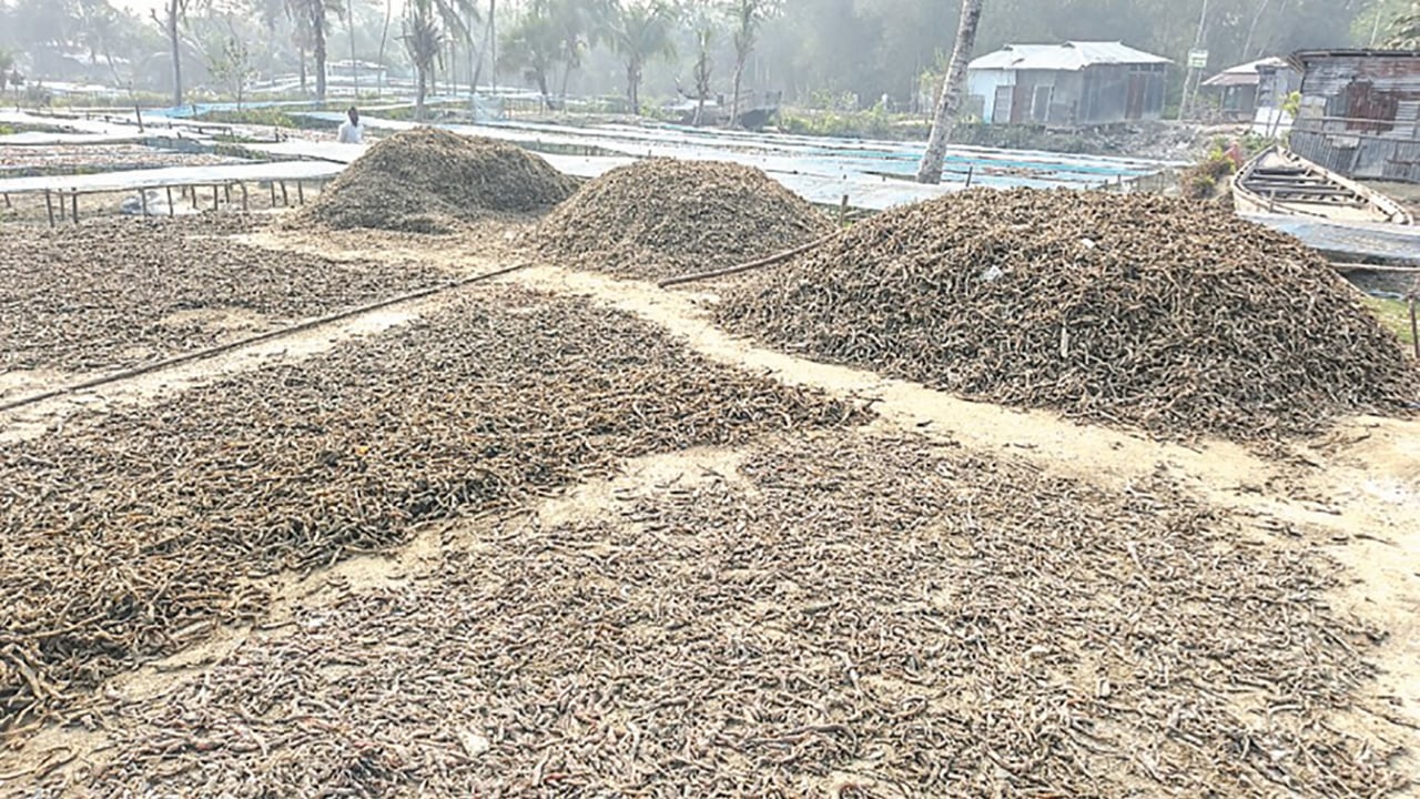 চরফ্যাশনে শুঁটকি উৎপাদন করে স্বপ্ন বুনছে উপকূলের মানুষ