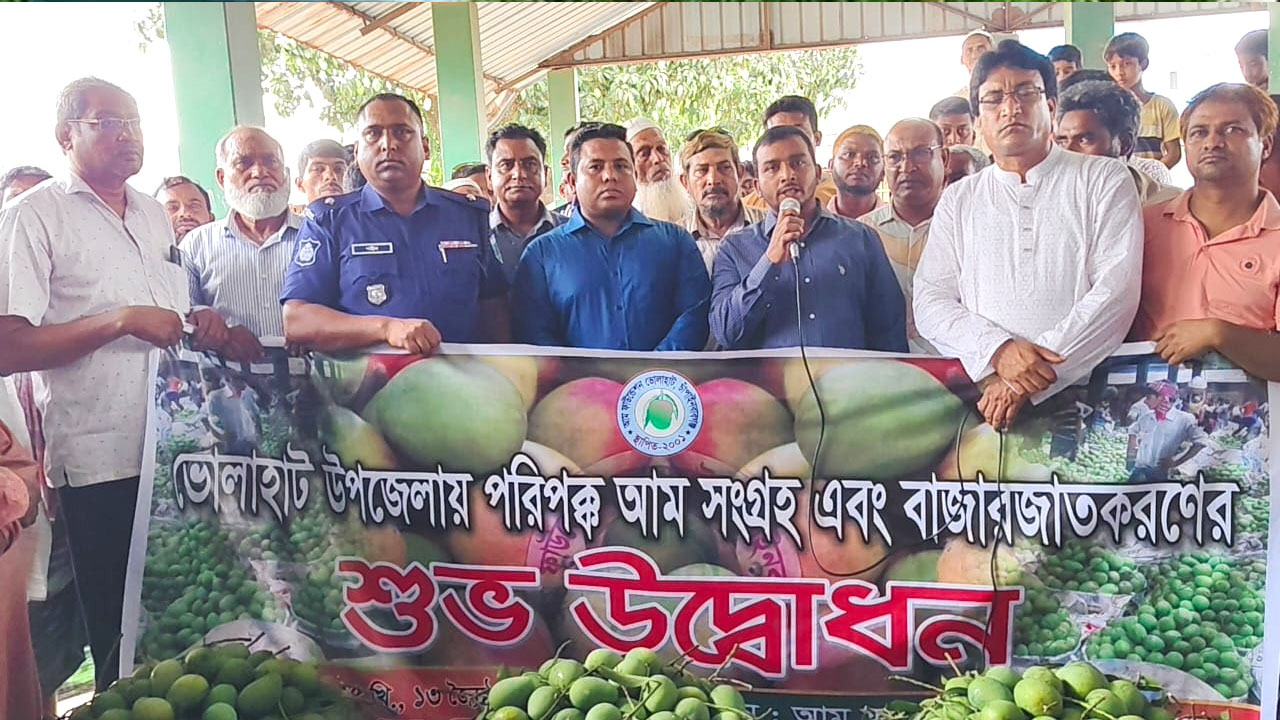 ভোলাহাটে তিনশ কোটি টাকার আম বিক্রির আশা