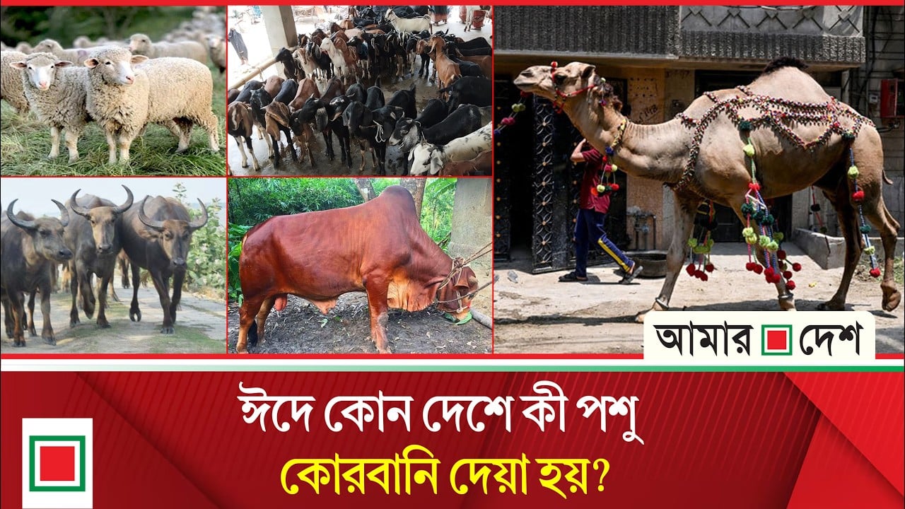 ভারতে কোরবানি দেওয়া সবচেয়ে কঠিন