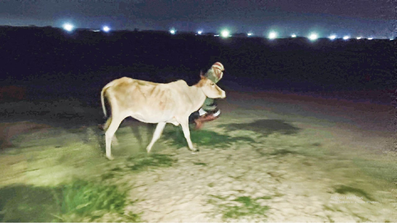 চাঁপাই সীমান্ত দিয়ে ঢুকছে ভারতীয় গরু, আতঙ্কে খামারিরা
