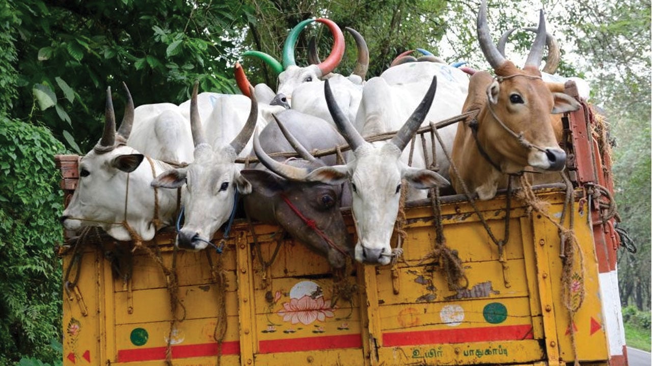 গরু রাজনীতিতে ভারতের অর্থনৈতিক বিপর্যয়