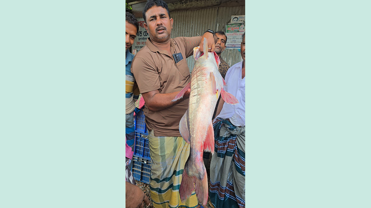 পদ্মার ১৬ কেজি আইড় ৪৮ হাজারে বিক্রি
