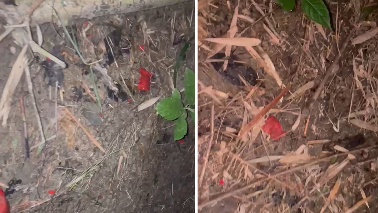বিলাসপুরে ককটেল আতঙ্ক, সেপটিক ট্যাংকে বিস্ফোরণের চিহ্ন